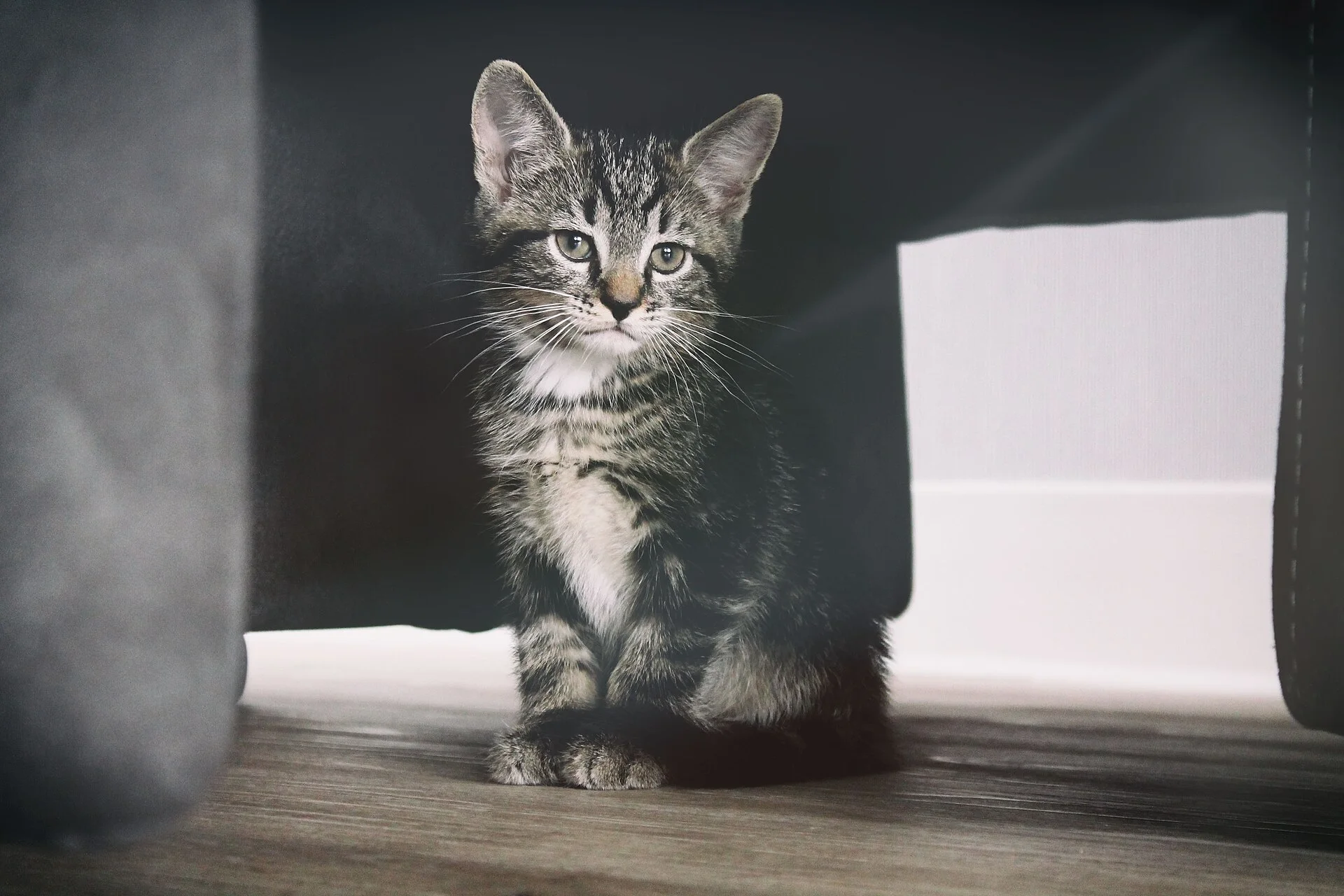 Erik-Jan Leusink 2016-12-07, una foto de gato en Pictures of Cat