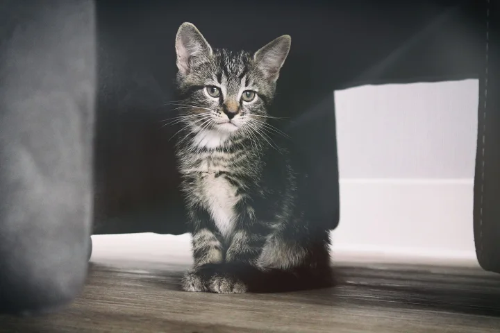 Erik-Jan Leusink 2016-12-07, ein Katze-Foto auf Pictures of Cat