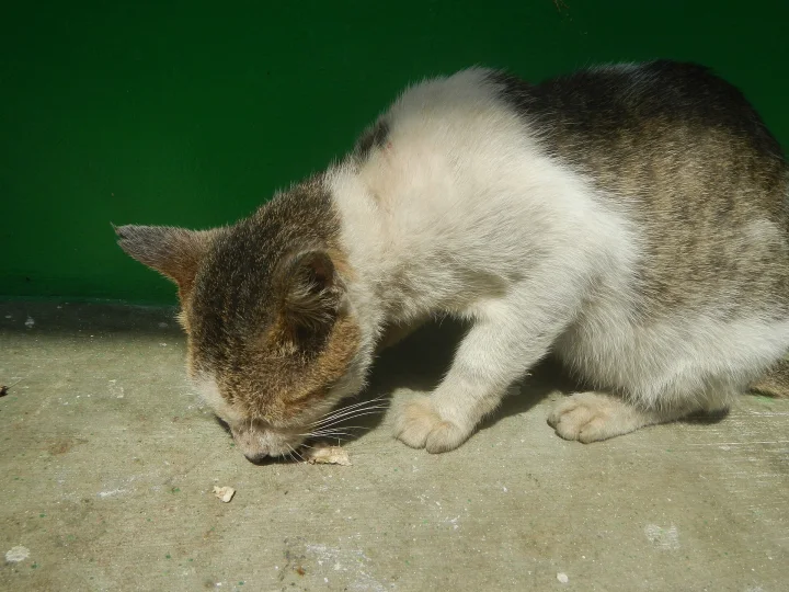 Gray and white cat bending toward a small piece of food · Cat photo — Pictures of Cat