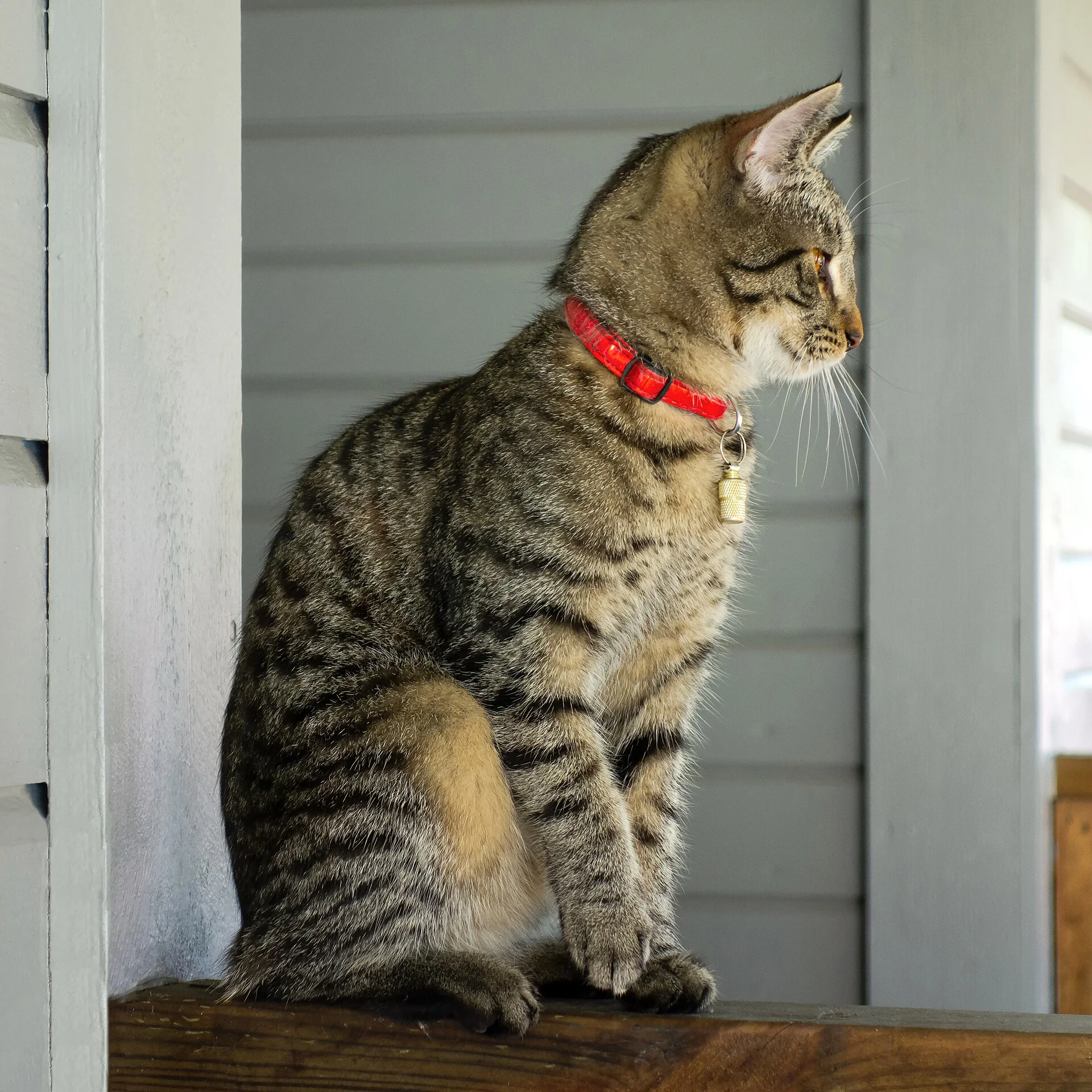 A black silver and tan tabby kitten with a red collar and a name capsule, sitting by a door in Brastad, Sweden. One of s, ein Katze-Foto auf Pictures of Cat