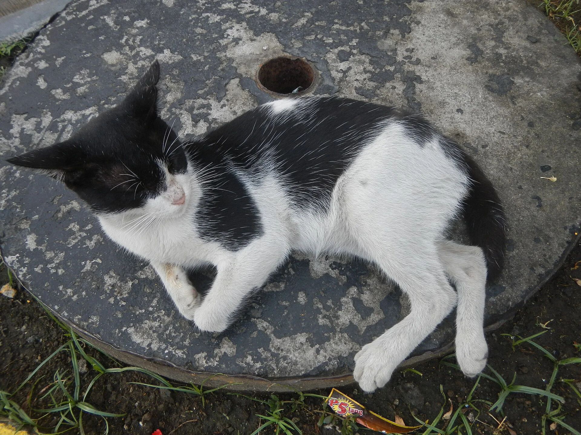 Pamilihang Bayan ng Bagong Parañaque Legislative districts of Parañaque 1st District, Districts and barangays, Barangay, una foto de gato en Pictures of Cat