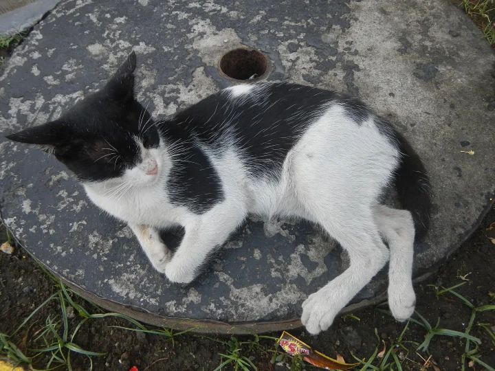 Black and white cat lying on a round concrete cover · Cat photo — Pictures of Cat