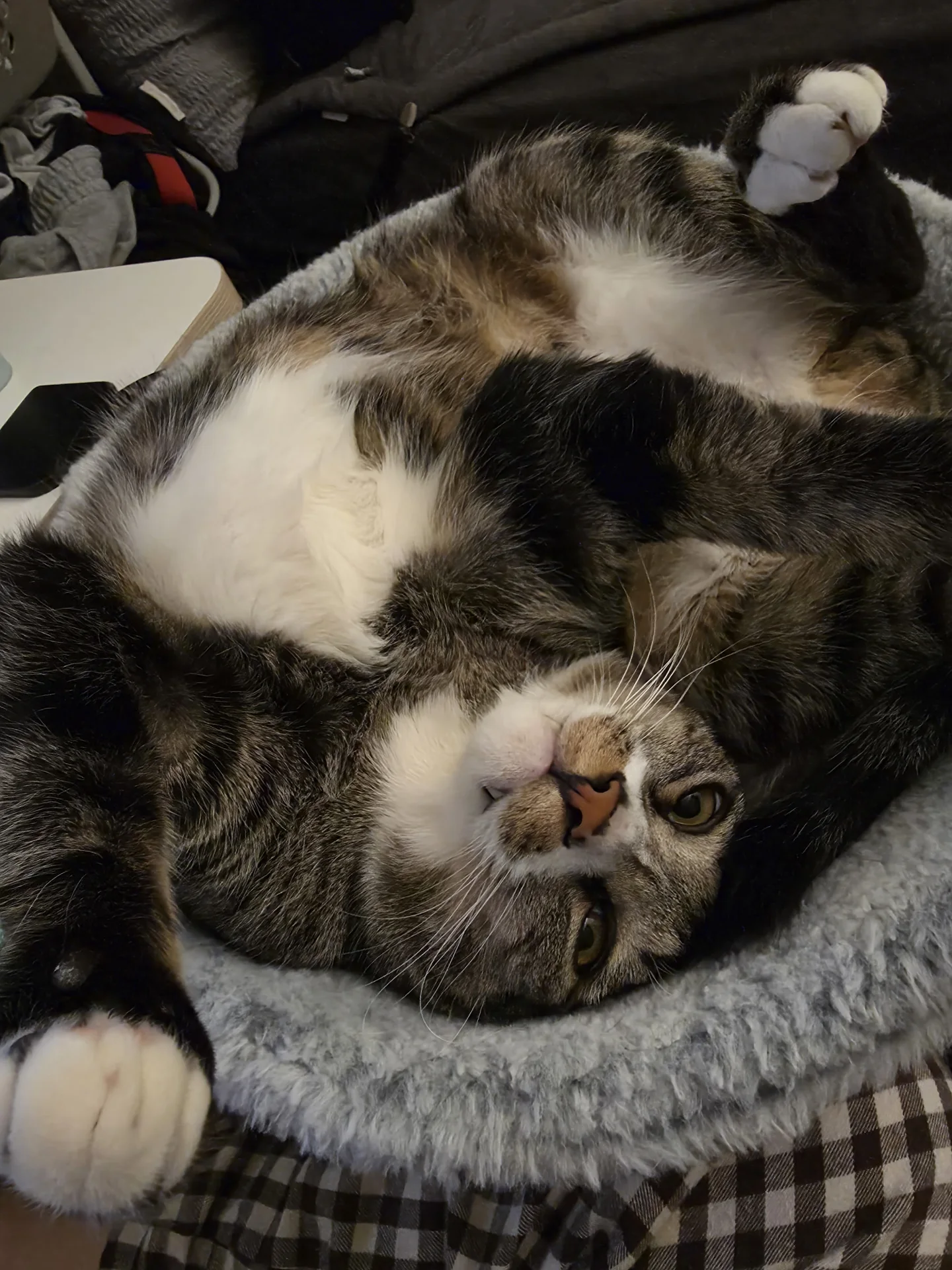 Tabby lying on its back on a patterned cushion · Cat photo — Pictures of Cat