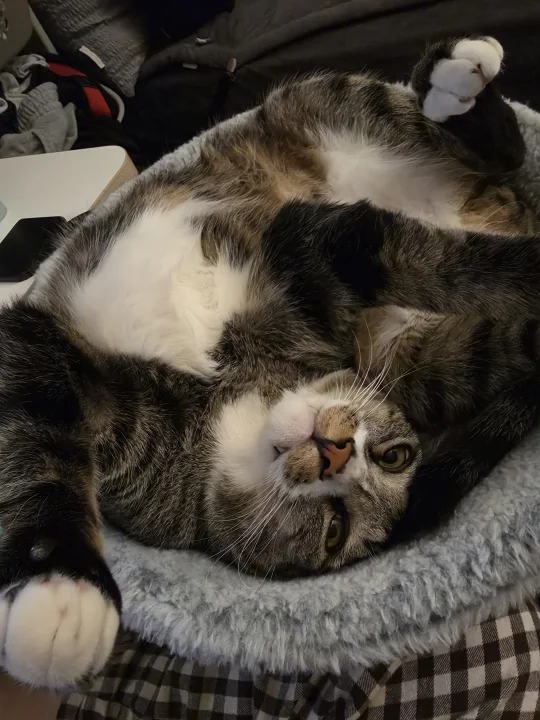 Tabby lying on its back on a patterned cushion · Cat photo — Pictures of Cat