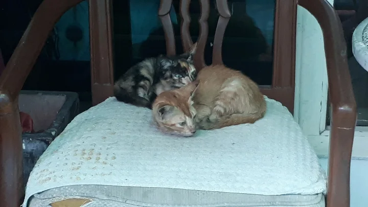 Two cats curled together on a pale chair cushion · Cat photo — Pictures of Cat