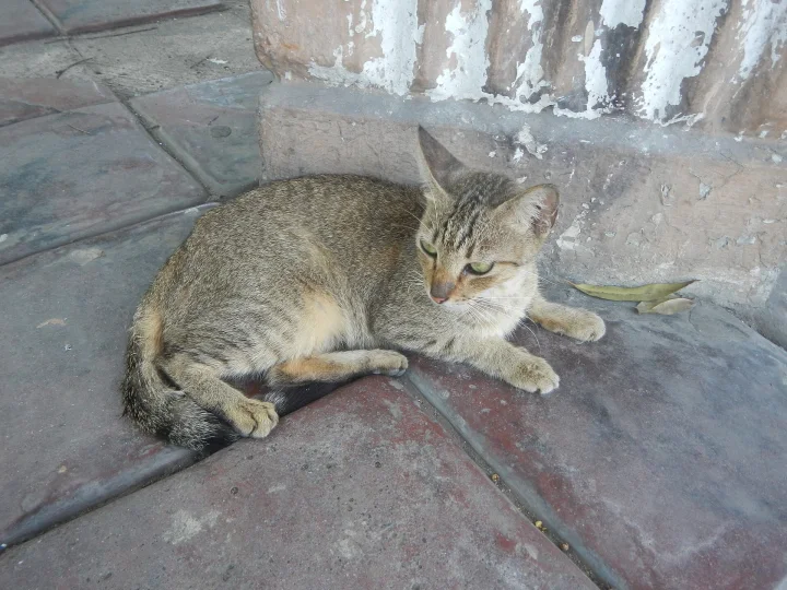 Gray tabby lying beside a white railing · Cat photo — Pictures of Cat