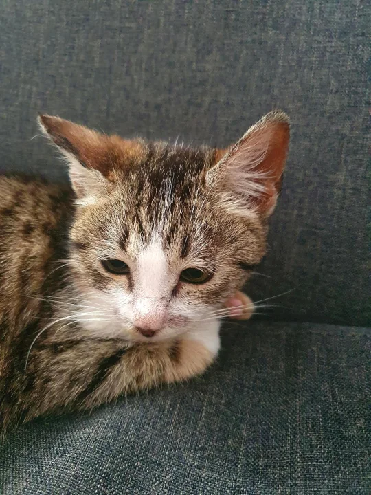 Tabby resting its head on a gray couch · Cat photo — Pictures of Cat