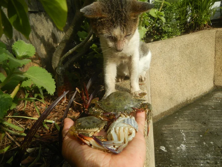 A tabby and white cat looking at a crab held near a planter · Cat photo — Pictures of Cat