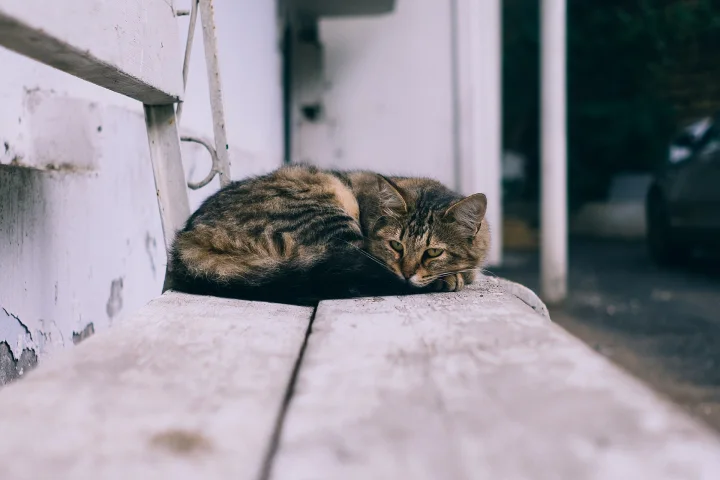 Tabby curled on a pale pink wooden bench · Cat photo — Pictures of Cat