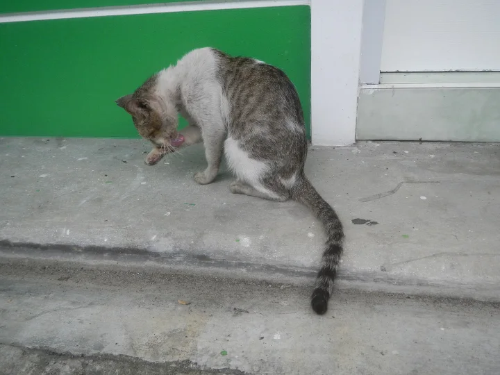 White and tabby cat bending its head on a concrete step · Cat photo — Pictures of Cat