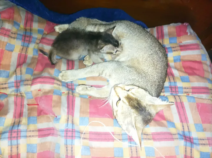 Two cats resting together on a colorful checked blanket · Cat photo — Pictures of Cat