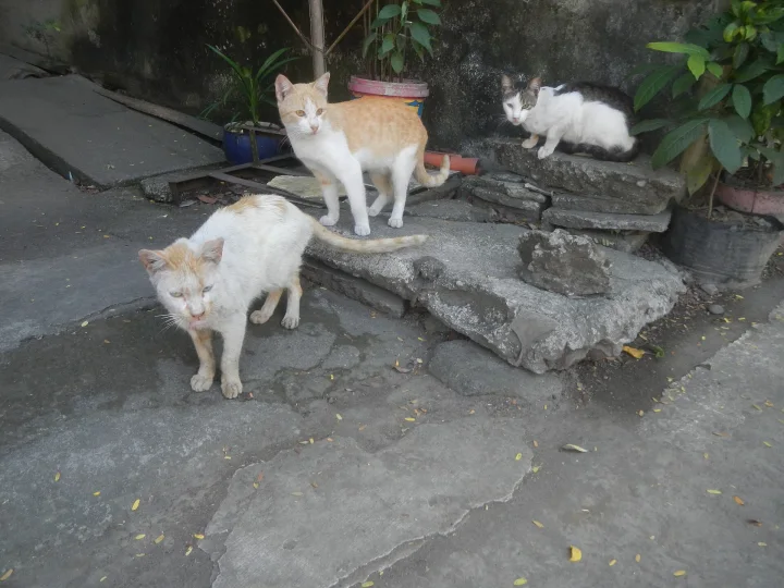 Three cats near plants and outdoor stone steps · Cat photo — Pictures of Cat