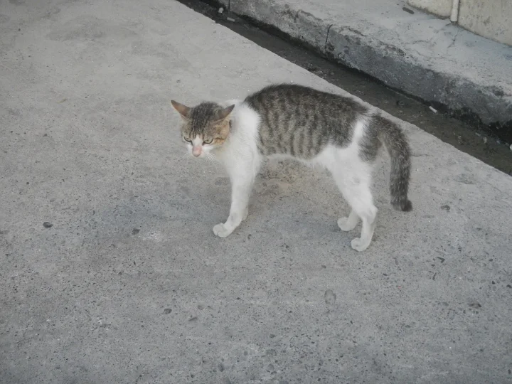 White and gray cat looking back on a sidewalk · Cat photo — Pictures of Cat