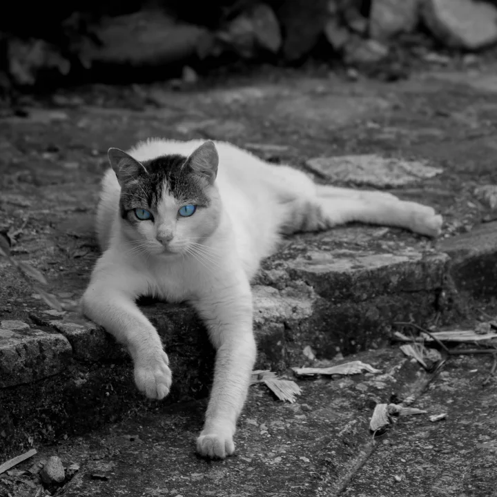 White cat with dark markings lying on stone steps · Cat photo — Pictures of Cat