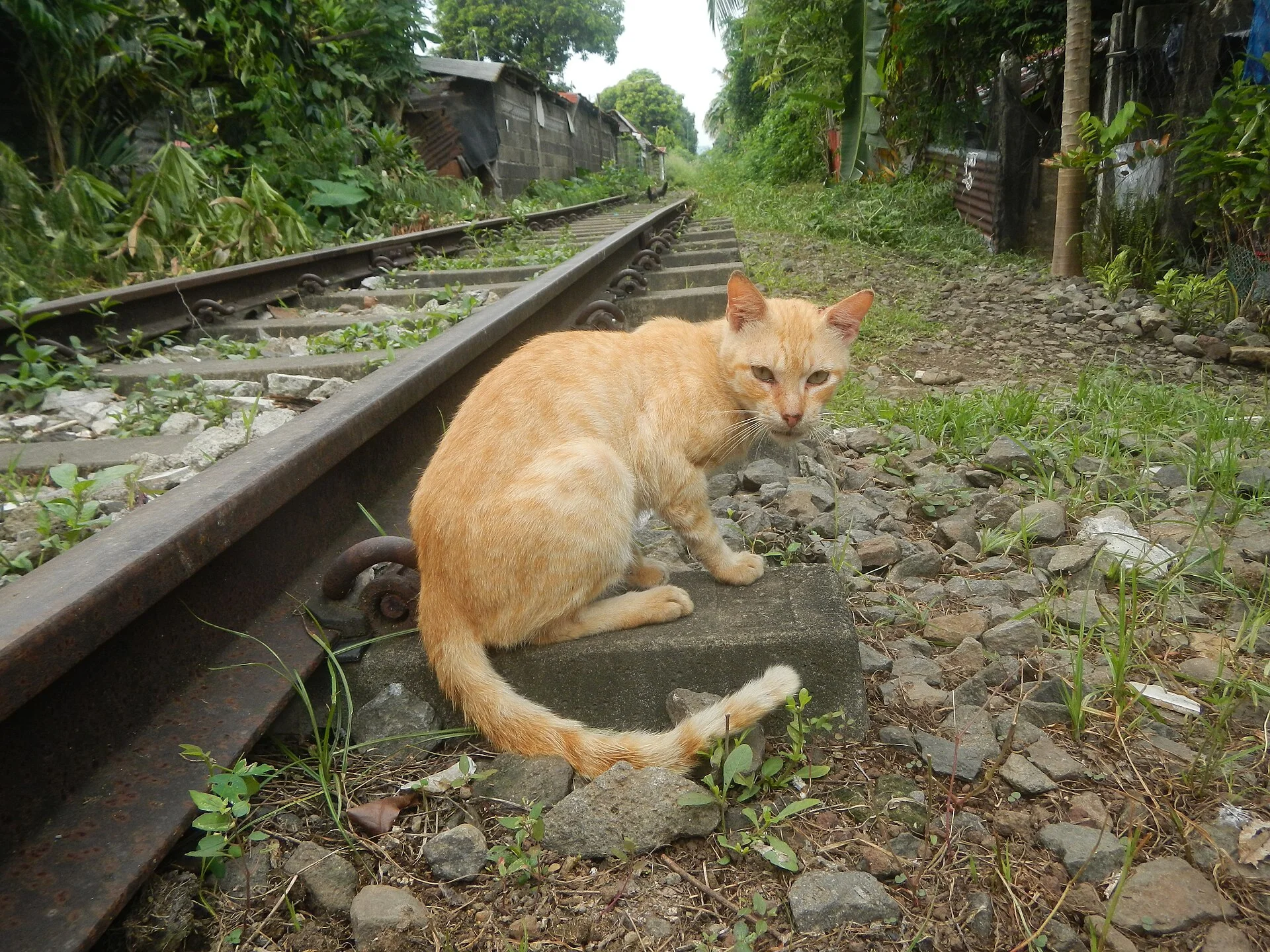 Paciano Rizal, Bay, Laguna Santo Domingo, Bay, Laguna Science and Technology School of Los Baños Paciano Rizal Elementar, a cat photo on Pictures of Cat