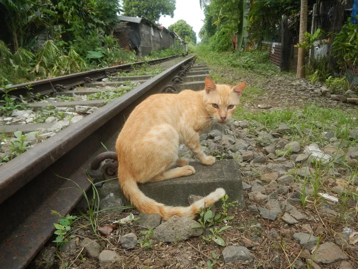 Orange cat sitting beside a railway track · Cat photo — Pictures of Cat