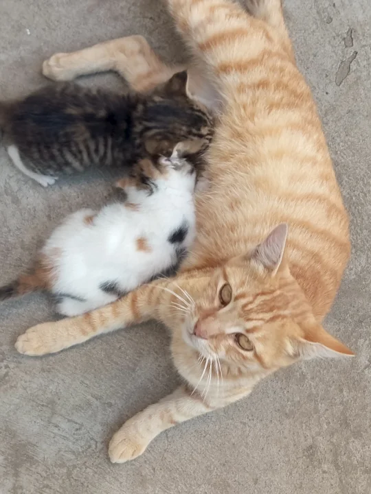 Orange cat lying beside several small kittens · Cat photo — Pictures of Cat