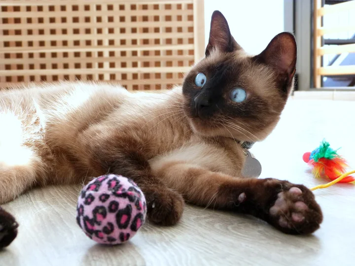 Pale cat with dark markings beside a patterned toy ball · Cat photo — Pictures of Cat