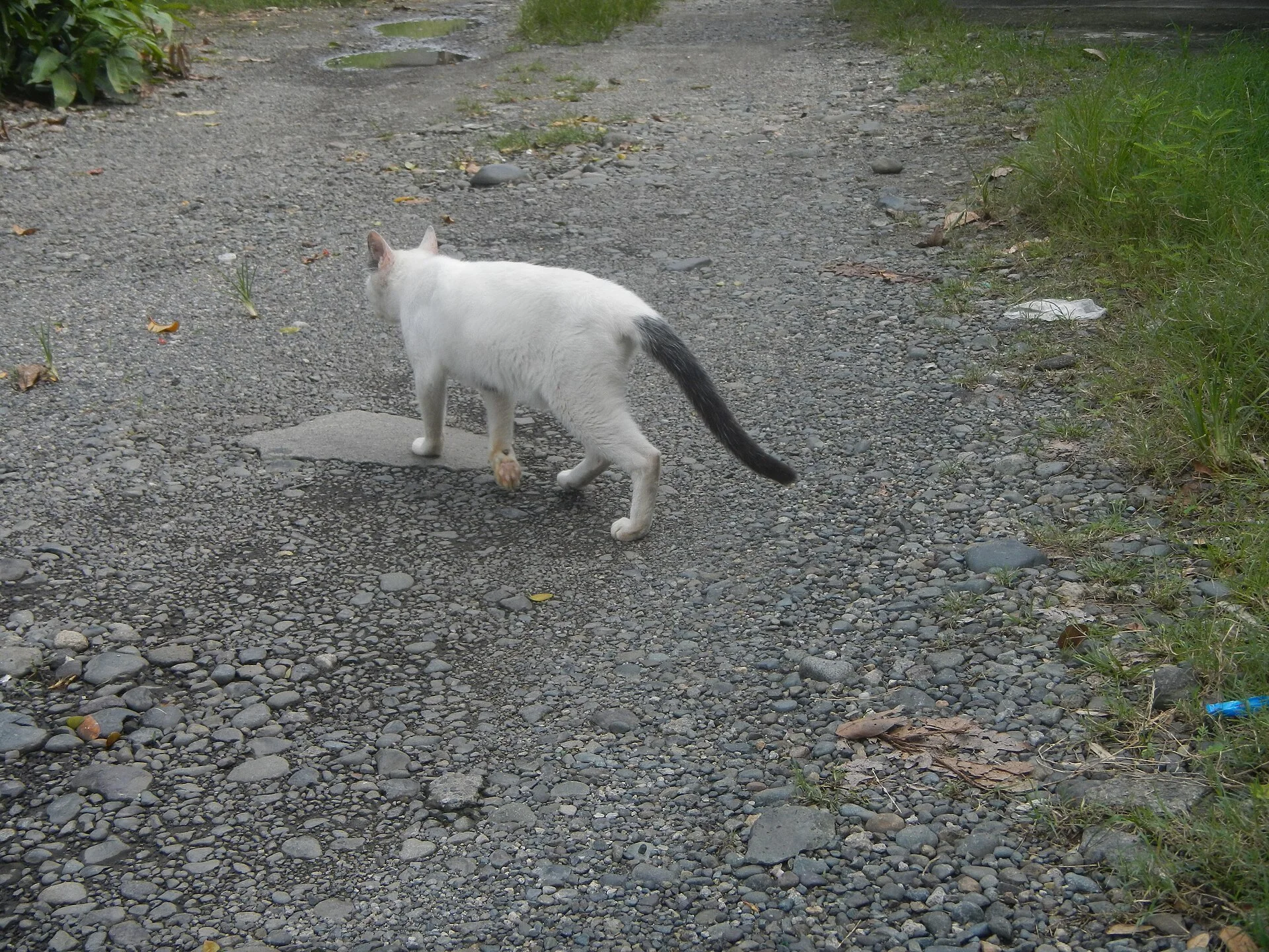 Effects of Tropical Storm Linfa - Tropical Depression 18W (2020) - Habagat - Overcast in Baliuag, Bulacan - specifically, ein Katze-Foto auf Pictures of Cat