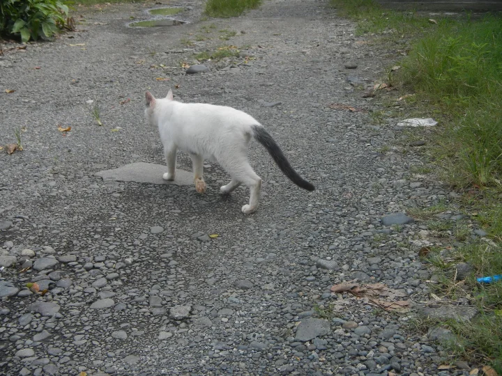 A white cat with a dark tail walking on a gravel path · Cat photo — Pictures of Cat