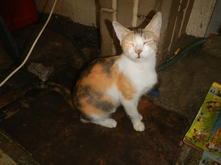 An orange and white cat sitting near a doorway · Cat photo — Pictures of Cat