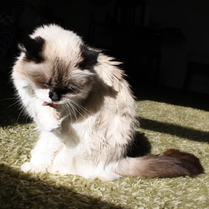 White and brown cat sitting in a patch of sunlight · Cat photo — Pictures of Cat
