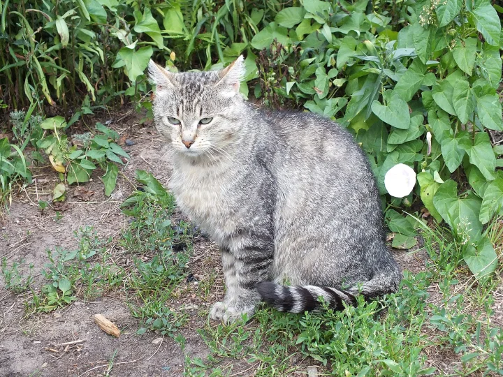 Gray tabby sitting on earth beside thick green leaves · Cat photo — Pictures of Cat