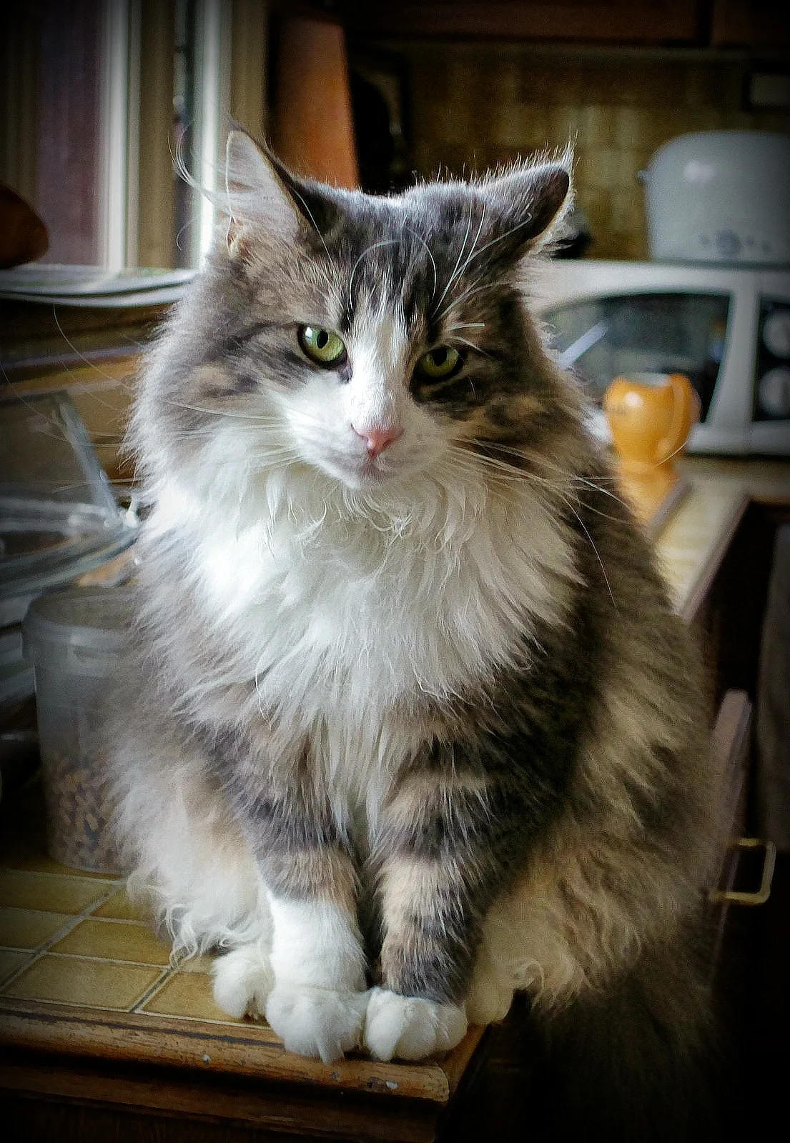 Daisy, ein Katze-Foto auf Pictures of Cat