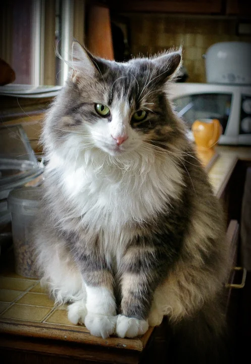 Long-haired tabby and white cat on an indoor counter · Cat photo — Pictures of Cat