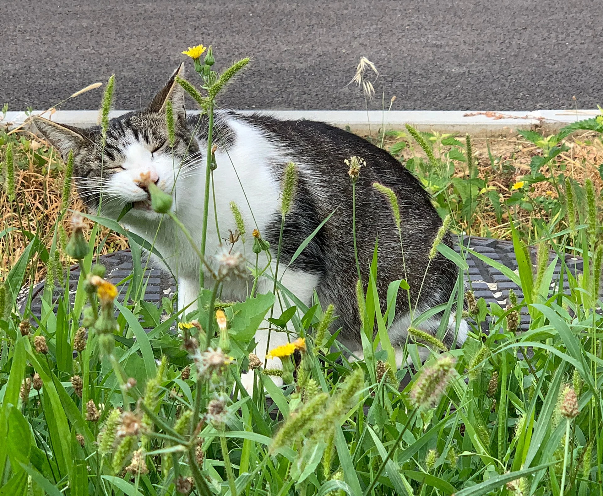 Pictures of Cat의 고양이 사진, Chat dans les herbes, Lotissement Chante Pie (Beynost) août 2019.