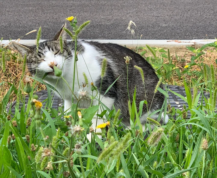Black and white cat among tall grass and yellow flowers · Cat photo — Pictures of Cat