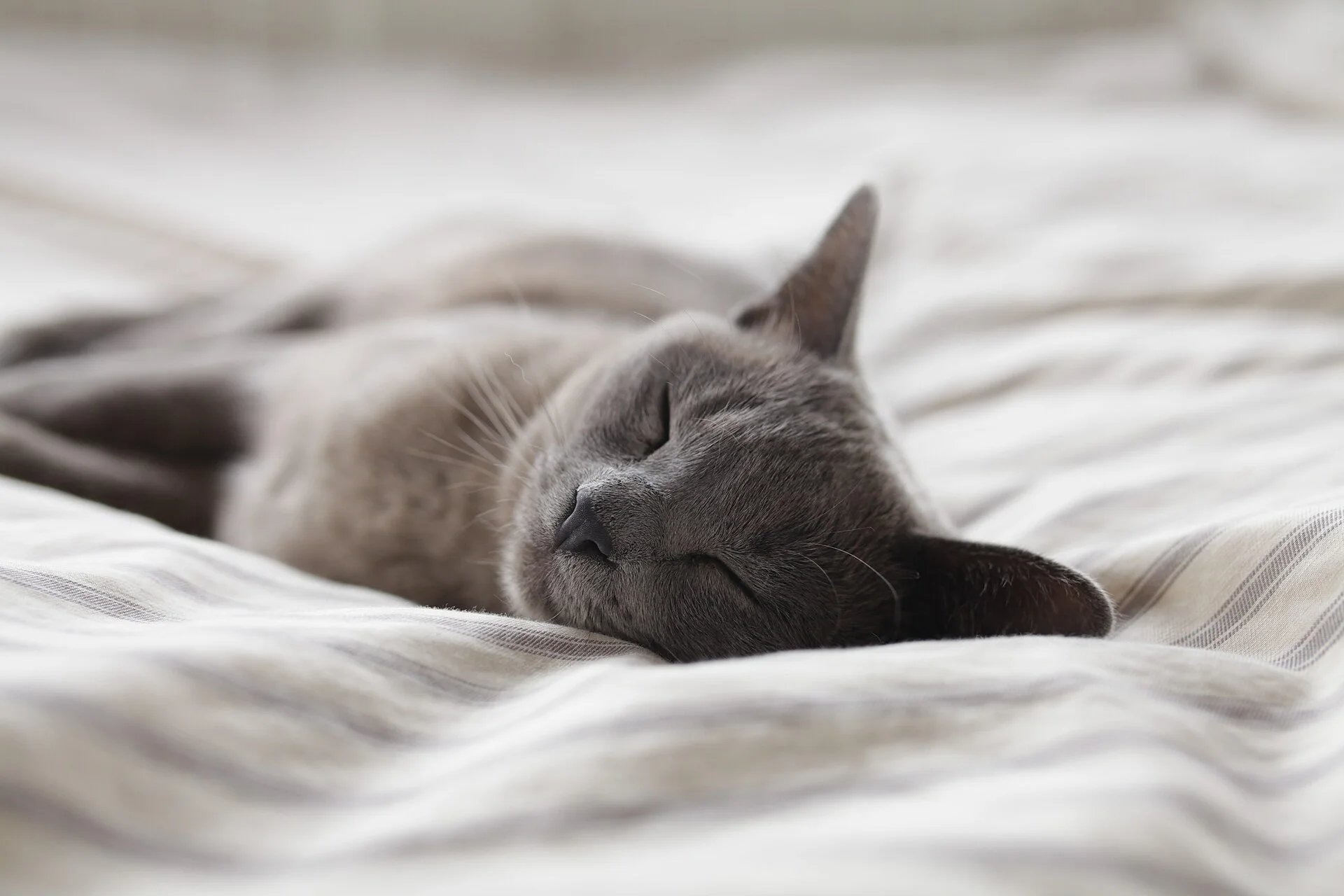 Adelaide, Australia, a cat photo on Pictures of Cat