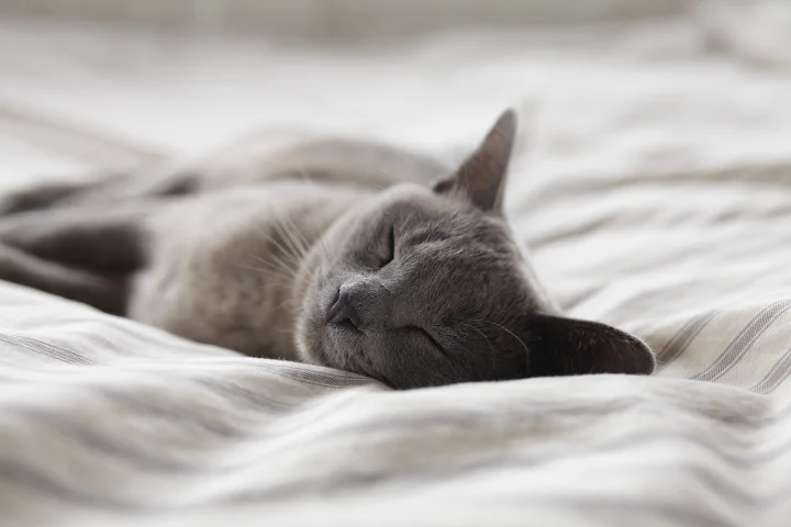Adelaide, Australia, ein Katze-Foto auf Pictures of Cat
