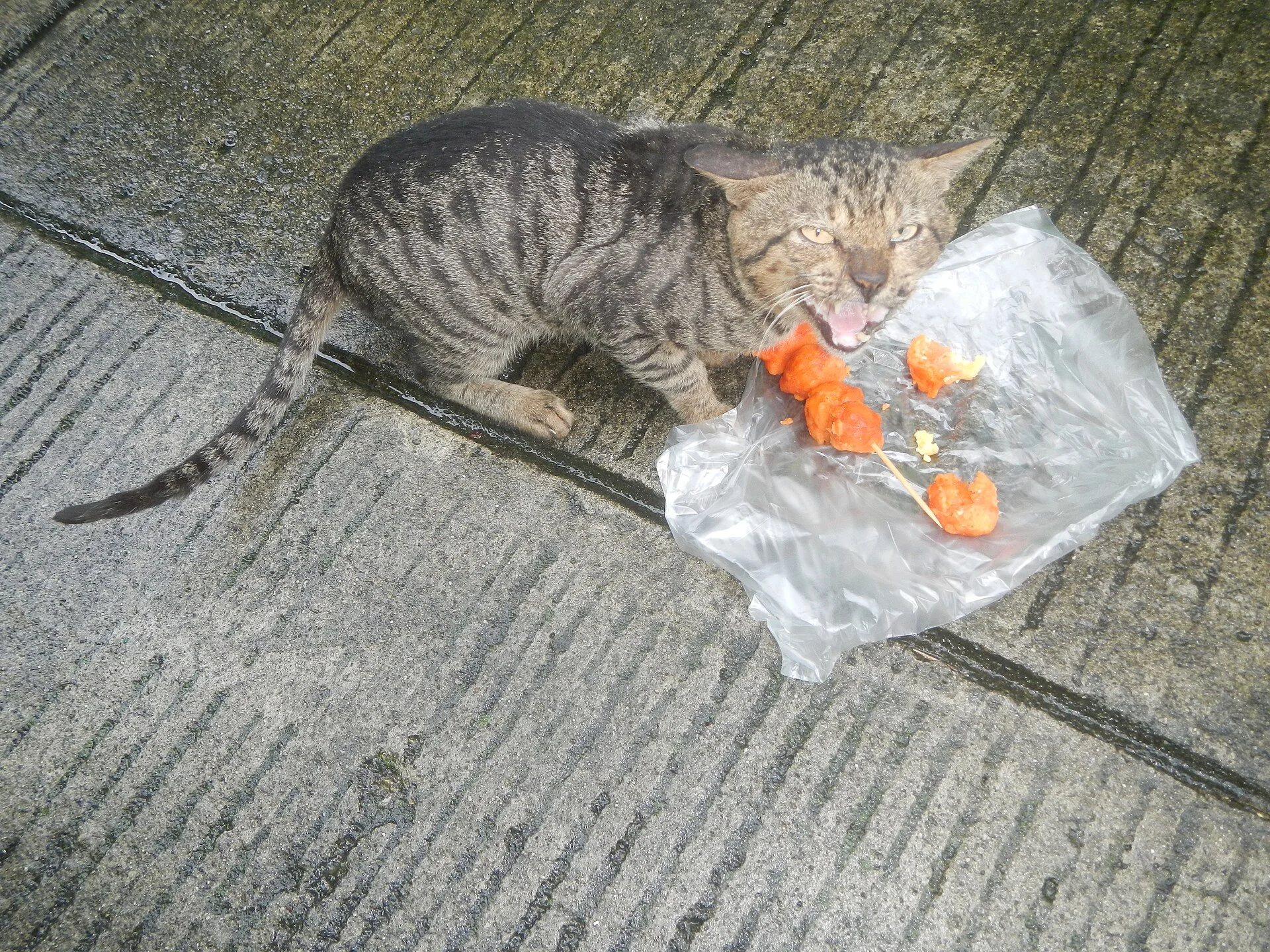 Photos taken during the 2020 coronavirus pandemic in Baliuag, Bulacan New Normal (General Community Quarantine in Baliua, ein Katze-Foto auf Pictures of Cat