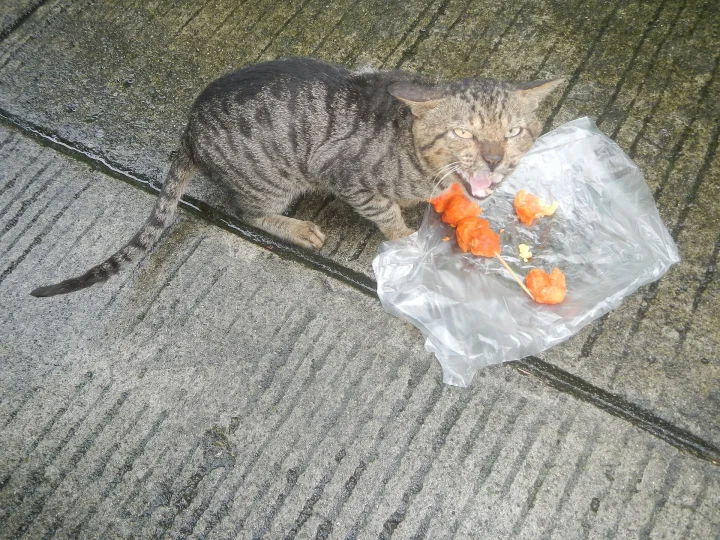 Tabby beside orange food pieces on a plastic bag · Cat photo — Pictures of Cat