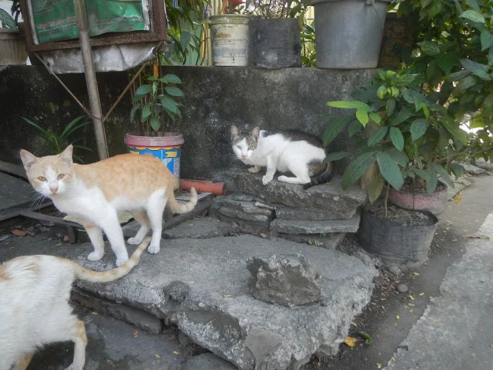 Cats among potted plants on stone steps · Cat photo — Pictures of Cat