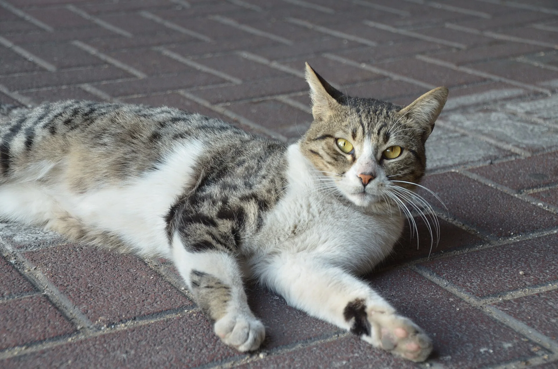 Cat in Israel, una foto de gato en Pictures of Cat