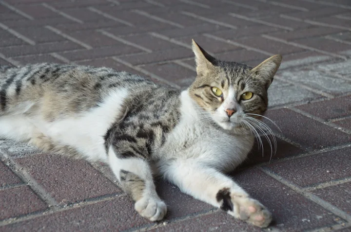 White and tabby cat lying on brick paving · Cat photo — Pictures of Cat