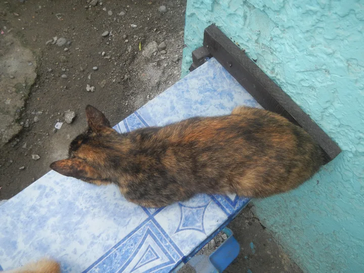 A tortoiseshell cat resting on blue and white tiles · Cat photo — Pictures of Cat