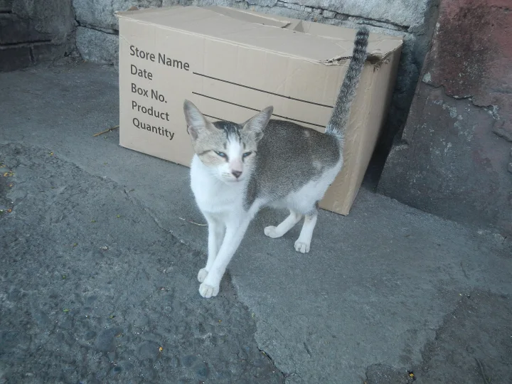 Photos taken during the 2020 coronavirus pandemic in Baliuag, Bulacan Timeline of the 2020 coronavirus pandemic in the P, ein Katze-Foto auf Pictures of Cat
