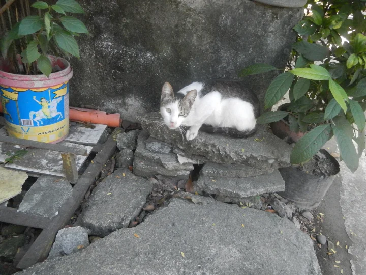 A white and gray cat sitting among broken paving slabs · Cat photo — Pictures of Cat