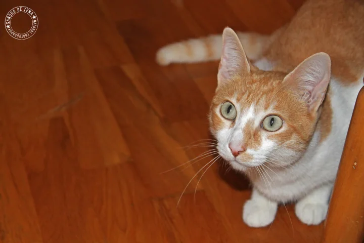 Orange and white cat looking up from a wooden floor · Cat photo — Pictures of Cat