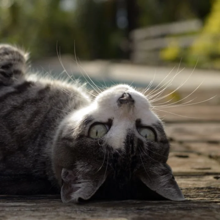 A tabby cat lying with its head upside down on wooden boards · Cat photo — Pictures of Cat