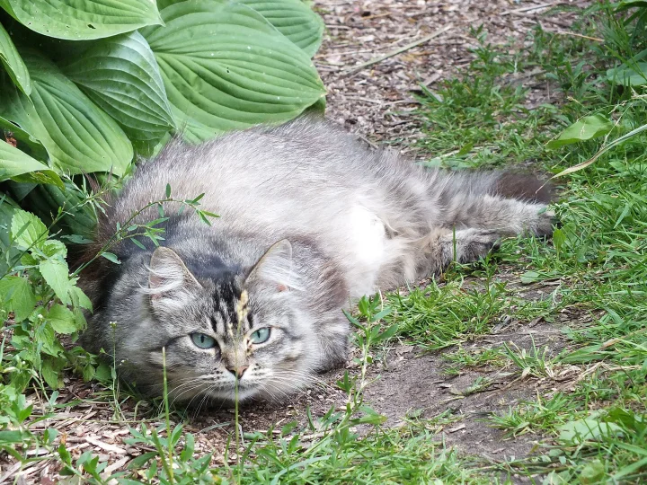 Fluffy tabby lying on the ground beside broad green leaves · Cat photo — Pictures of Cat