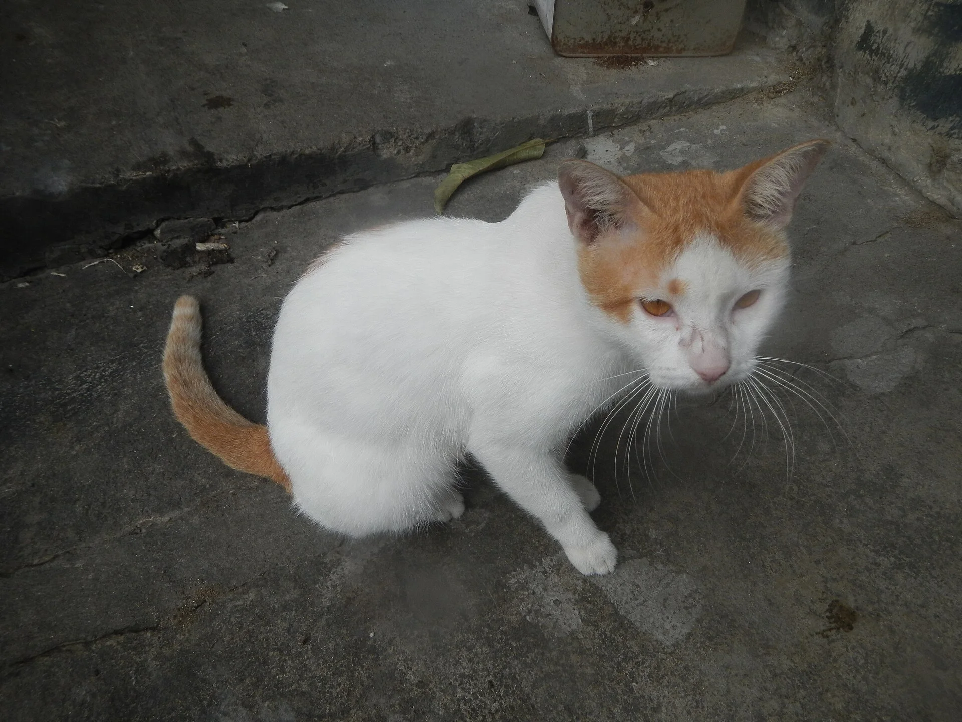 Yellow-eyed cinnamon and white cats in the Philippines portrait, a cat photo on Pictures of Cat