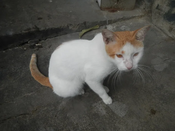 Orange and white cat sitting near a dark wall · Cat photo — Pictures of Cat