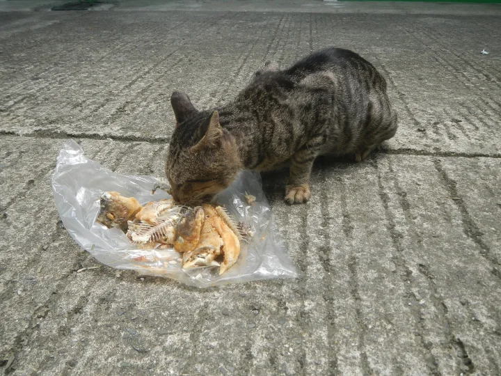 A tabby cat eating scraps on a concrete surface · Cat photo — Pictures of Cat