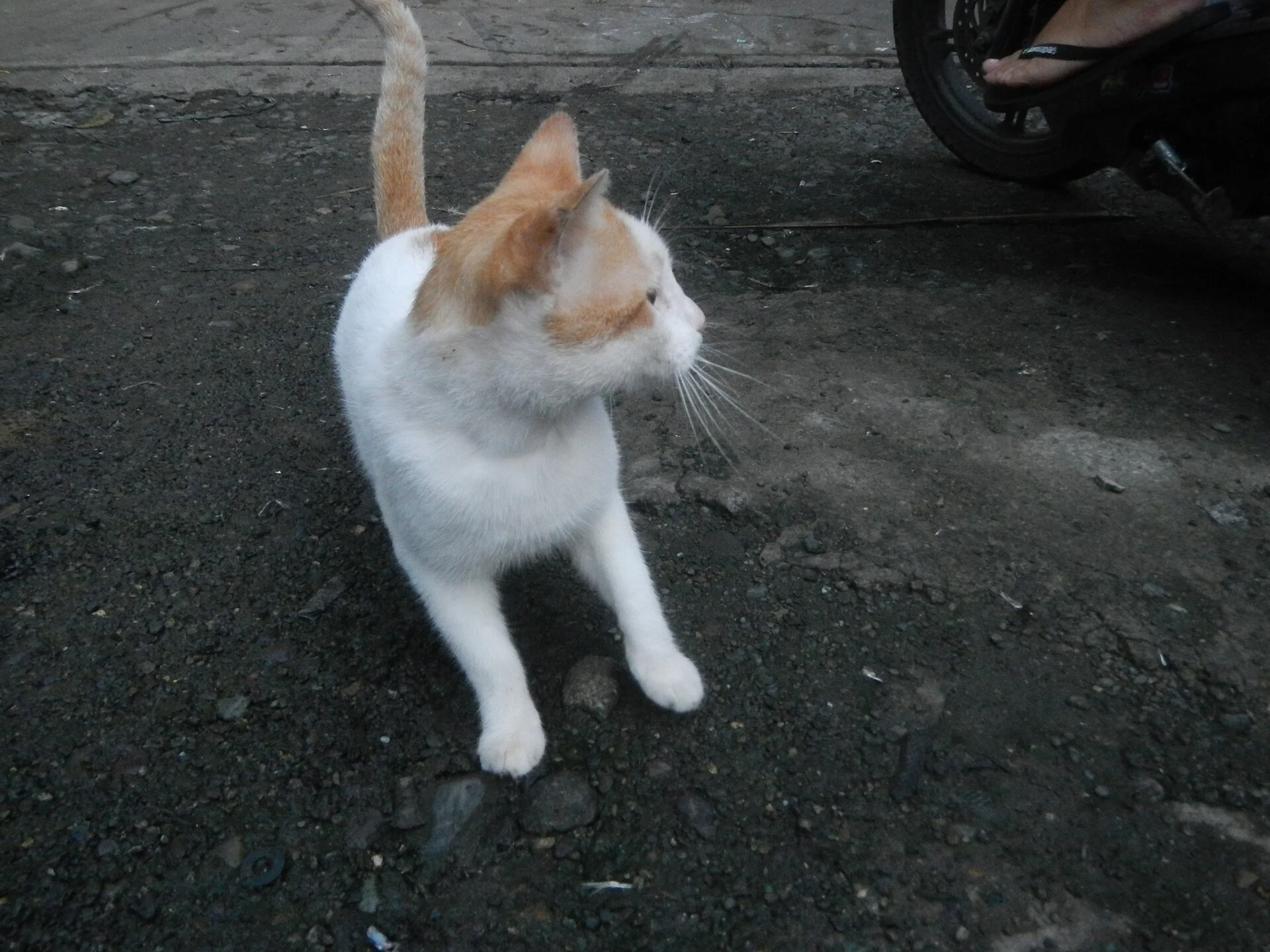Curious-following cats in the Philippines, ein Katze-Foto auf Pictures of Cat