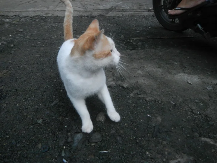 Orange and white cat looking sideways on dark asphalt · Cat photo — Pictures of Cat