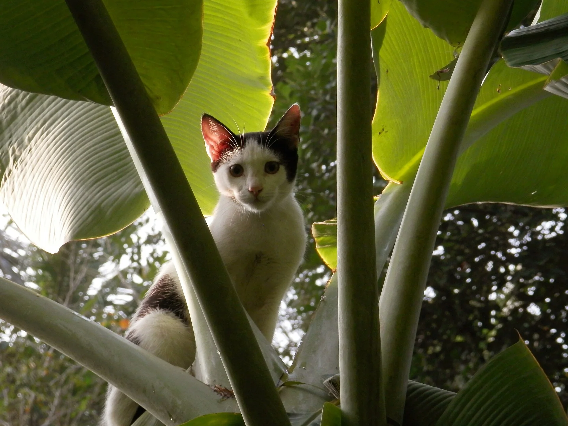 December 24, 2012 (Monday) - A cat in a banana tree., ein Katze-Foto auf Pictures of Cat